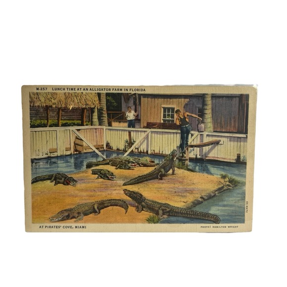 Pirates Cove Miami Florida Alligator Farm Feeding Vintage Linen Postcard - Picture 1 of 2